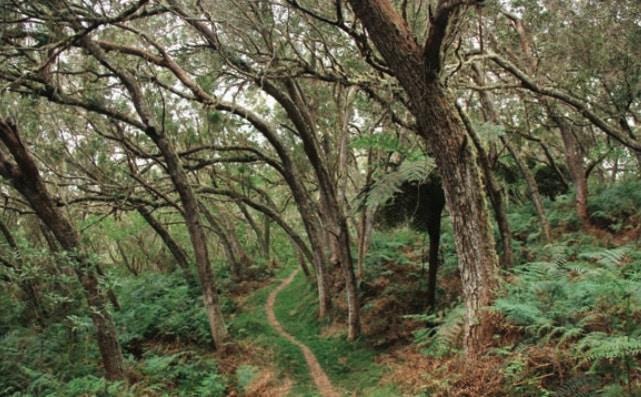 Sentier-de-La-Tamarinaie-Maido-randonnee-foret